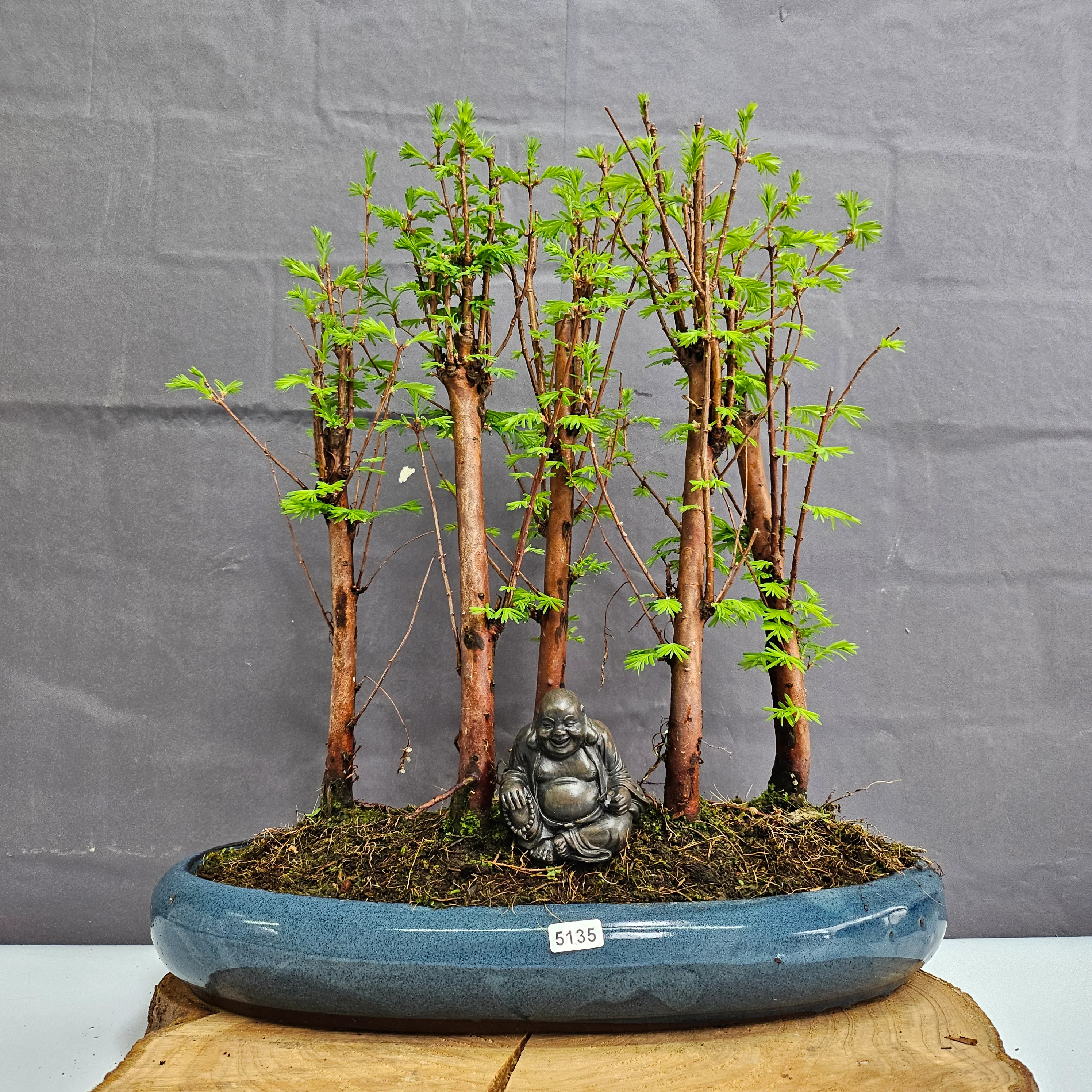 Indoor and Outdoor Bonsai Trees Collection