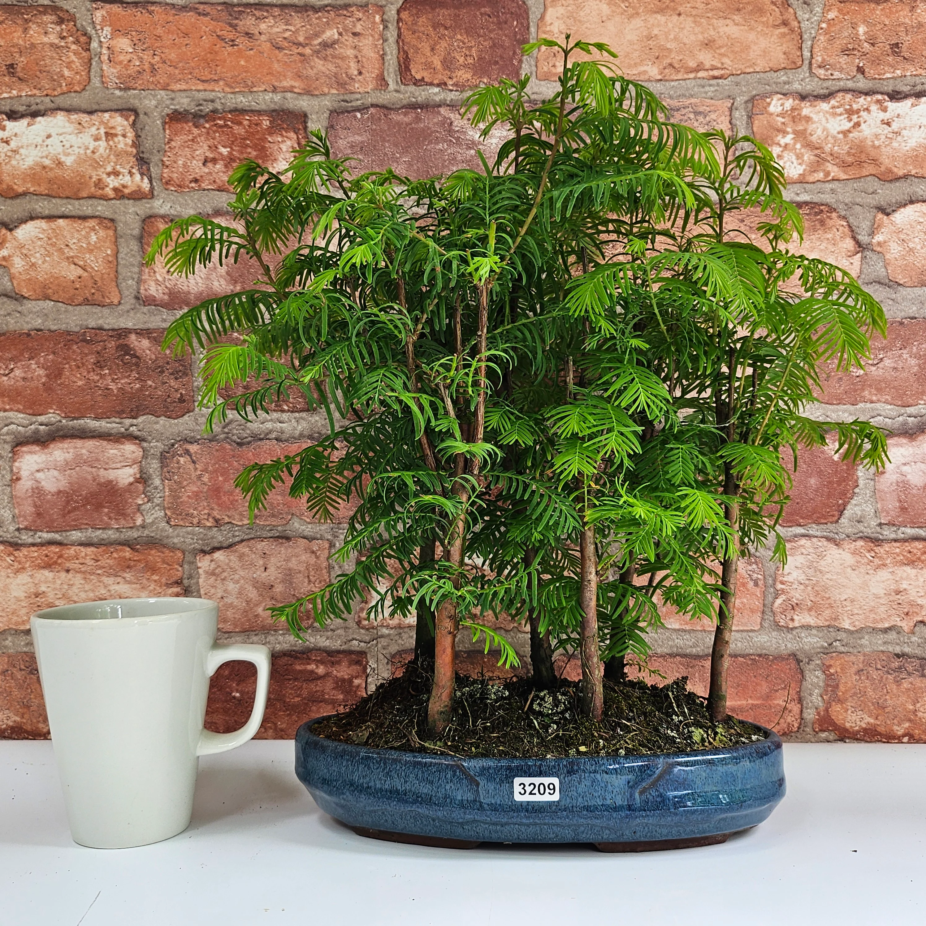 Outdoor Bonsai Trees | Beautiful hand picked collection