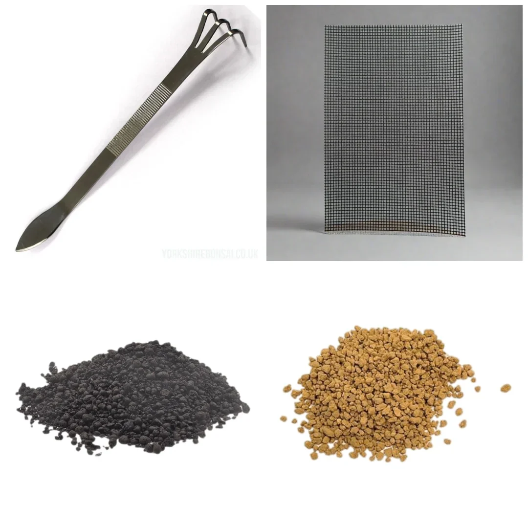 Bonsai Tree Bundles & Gift Sets